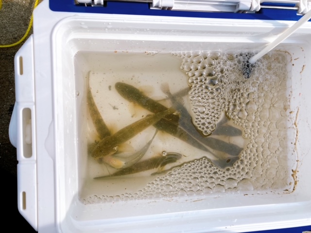 秋はハゼ釣りを楽しみます